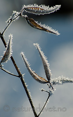 BB 06 0163 / Vincetoxicum rossicum / Russesvalerot